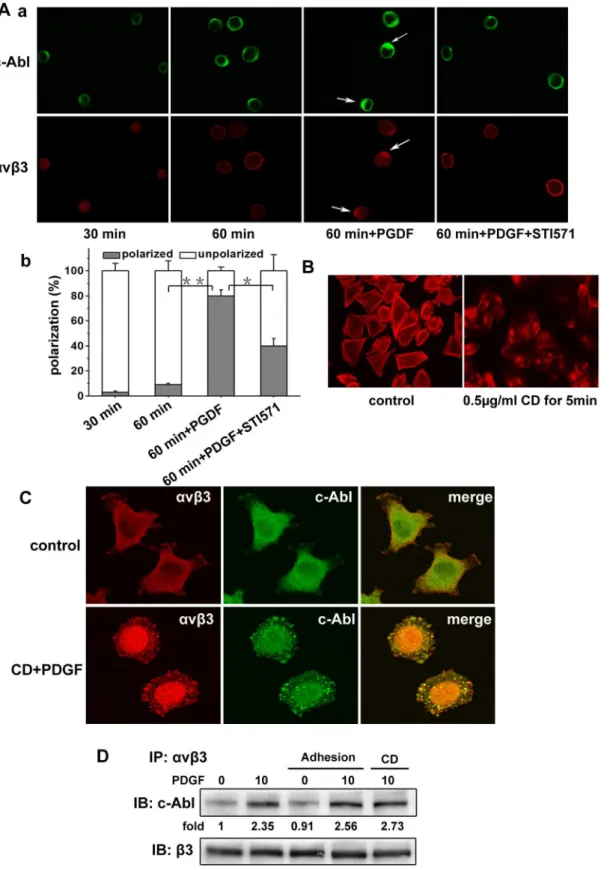 Figure 5. b 3 integrin engagement and F-actin do not affect the interaction of c-Abl kinase and a v b 3 integrin