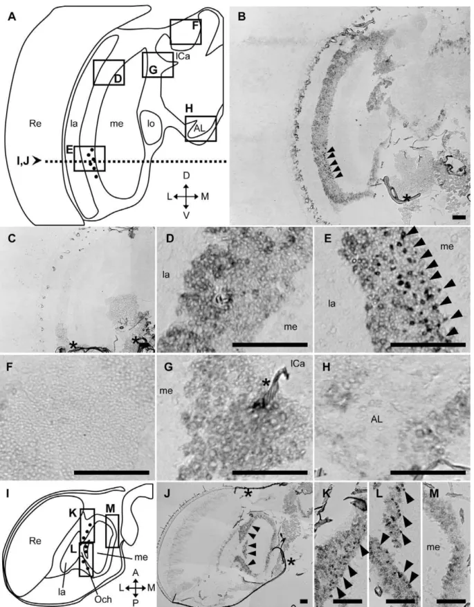 Figure 9. In situ hybridization with the exon probe of AmMESK2 in the drone brain. In situ hybridization using DIG-labeled RNA antisense (vertical sections; B, D–H, horizontal sections; J–M) and sense (vertical sections; C) AmMESK2 probes with drone brain 