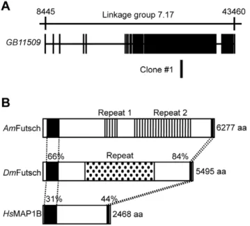 Figure 1. Gene structure of the predicted gene corresponding to Clone #1. Genomic organization of the predicted gene  corre-sponding to Clone #1(A) and comparison of the domain structure of Futsch/MAP1B (B)