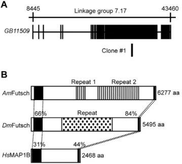 Figure 1. Gene structure of the predicted gene corresponding to Clone #1. Genomic organization of the predicted gene  corre-sponding to Clone #1(A) and comparison of the domain structure of Futsch/MAP1B (B)