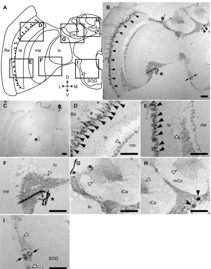 Figure 2. In situ hybridization of Amfutsch in the nurse bee brain. In situ hybridization using DIG-labeled RNA antisense (B, D–I) and sense (C) Amfutsch probes with nurse bee brain sections