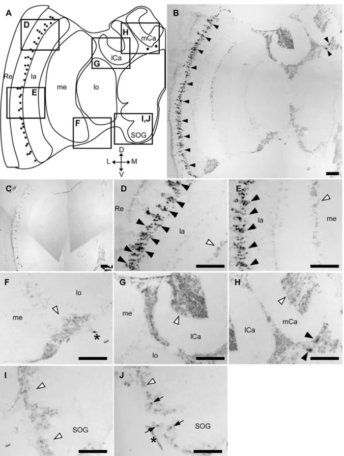 Figure 4. In situ hybridization of Amtau in the forager brain. In situ hybridization using DIG-labeled RNA antisense (B, D–I) sense (C) Amtau probes and the forager brain sections