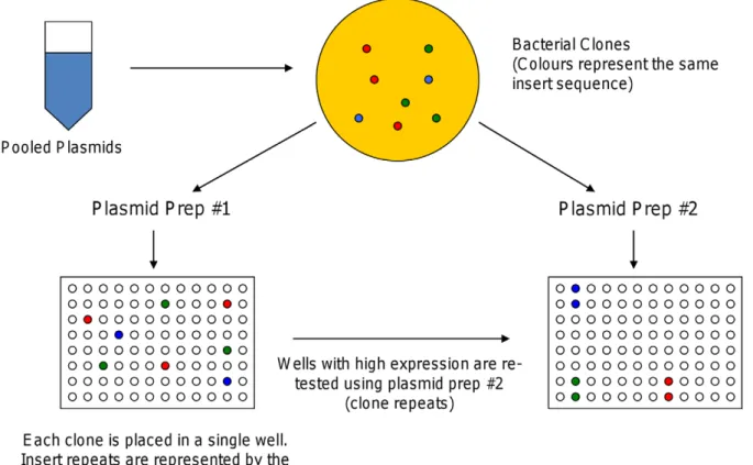 Figure 1. Selection of clones for differential expression analysis. The selection is divided into 2 phases, where the clones selected for Phase 2 are a subset of all clones tested in Phase 1
