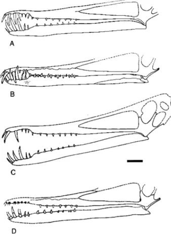 Fig.  2.  Restorations  of  the  cranium  and  mandible  of  Ceara-  dactylus  atrox.  (A) this paper,  (B) Leonardi  &amp;  Borgomanero  (1985),  (C)  Wellnhofer  (1987),  and  (D)  Kellner  &amp;  Tomida  (2000)