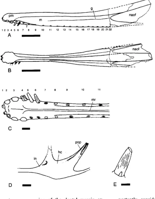Fig. 3.  zyxwvutsrqponmlkjihgfedcbaZYXWVUTSRQPONMLKJIHGFEDCBA ‘Cearadactylus?  hgabuez’ 