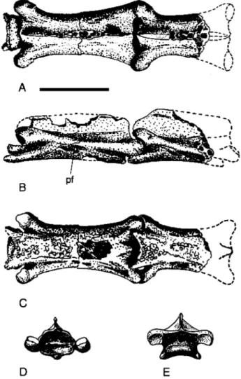 Fig. 5.  Cervical vertebrae (GIUA  M  4895) in  (A) dorsal,  (B)  right  lateral,  (C)  ventral,  (D)  anterior  and  (E)  posterior  views,  from  the  Romualdo  Member  of  the  Santana  Forma-  tion,  Brazil,  originally  described  by  BuisonjC  (1980)