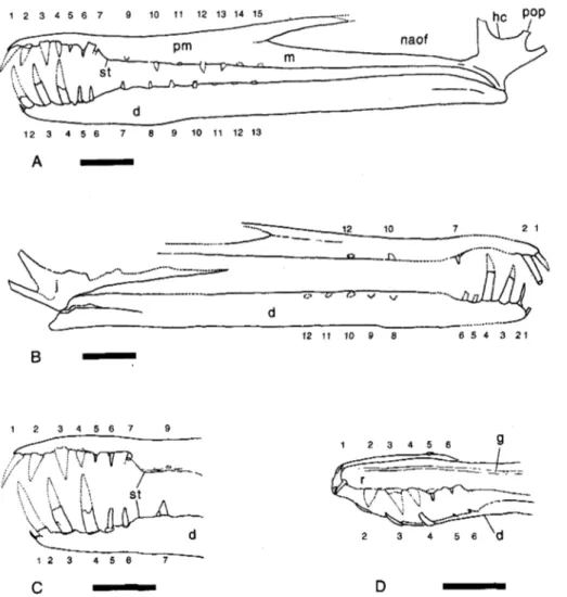 Fig.  1.  zyxwvutsrqponmlkjihgfedcbaZYXWVUTSRQPONMLKJIHGFEDCBA Cearadactylus  atrox  (F- 