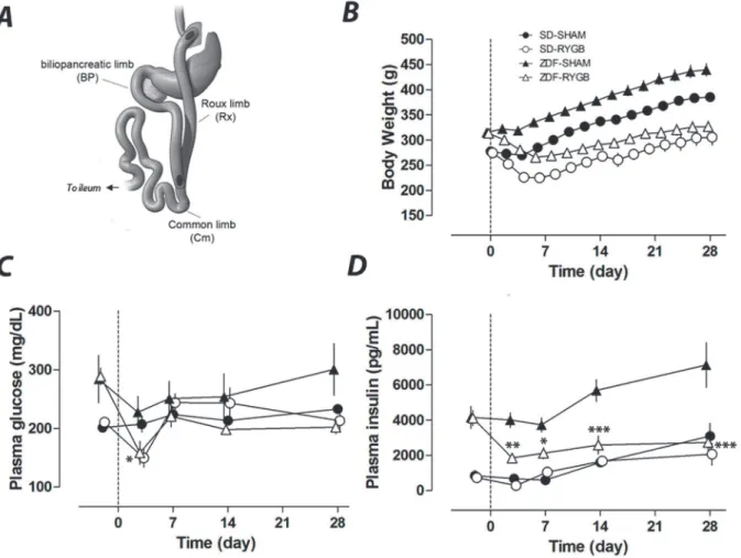 Fig 1. RYGB surgery and its effects on body weight, plasma glucose and insulin. RYGB and sham surgeries were performed in normal SD rats and diabetic ZDF rats on day 0