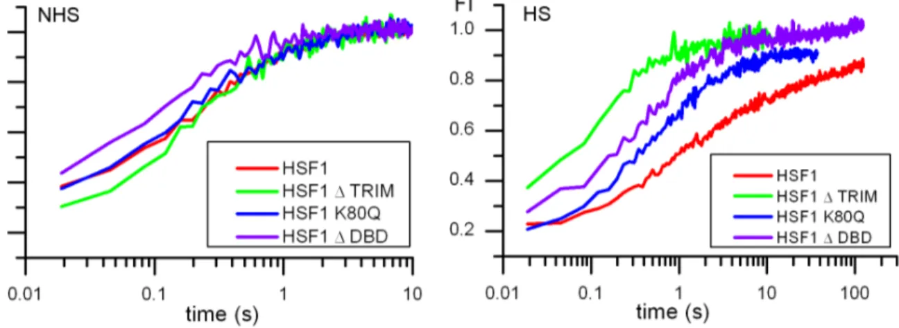 Figure 13. FRAP analysis of the WT HSF1 and mutants in unstressed and stressed cells. Fluorescence recovery curves after photobleaching of HSF1 full length-eGFP before (NHS) and after heat shock (HS) in the nucleus