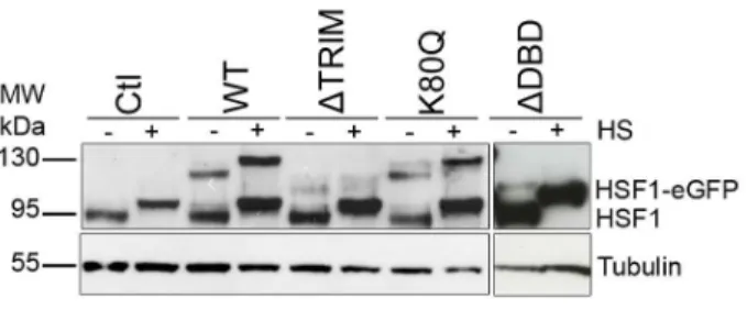 Figure 3. mFCS analysis of the WT HSF1 and mutants in unstressed and stressed cells. Comparison between the dynamics of WT HS1 and mutants analyzed by mFCS