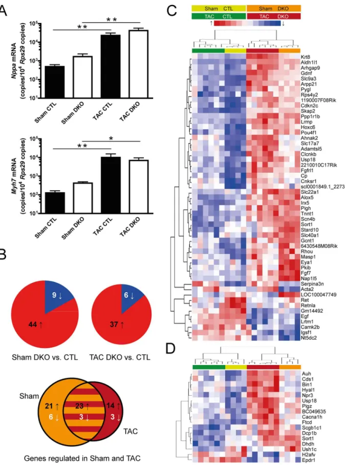 Fig 6. Gene expression analysis. (A) Assessment of ventricular mRNA expression by quantitative real-time PCR of atrial natriuretic peptide (Nppa, upper panel) and β-myosin heavy chain (Myh7, lower panel)