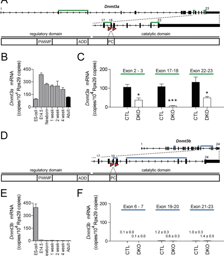 Fig 1. Cardiomyocyte-specific deletion of Dnmt3a and Dnmt3b . (A, D) Visualization of the Dnmt3a (A) and Dnmt3b (D) gene loci and protein domain structure