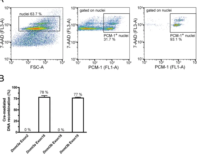 Fig 2. Cardiomyocyte-specific Cre-mediated recombination. (A) Representative flow cytometry plots depicting the gating strategy for sorting of