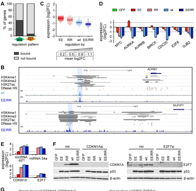 Figure 7. p53-dependent gene repression requires high DNA binding cooperativity. (A) The percentage of differentially regulated genes with or without a p53 binding site in our ChIP-seq dataset