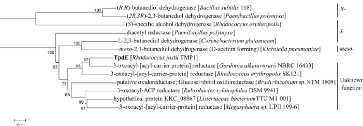 Figure 2 Phylogenetic analysis of amino acid sequence of TpdE from Rhodococcus jostii TMP1