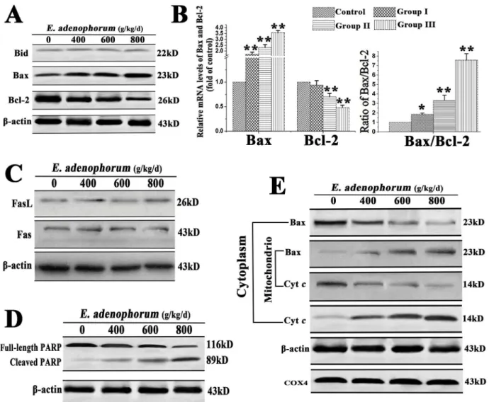 Fig 4. The renal cells apoptosis induced by E. adenophorum was mediated by mitochondrial pathway