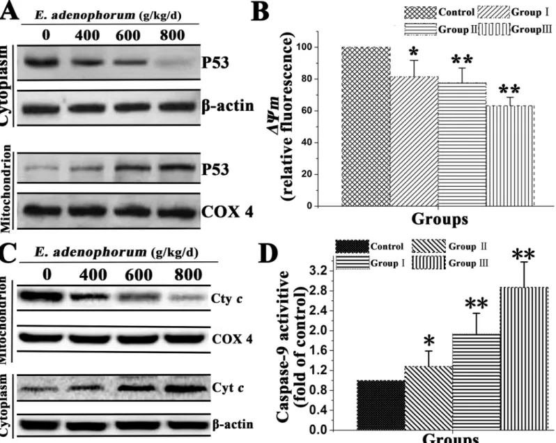Fig 5. Mitochondrial p53 activates mitochondrial pathway in renal cells. To determine localization of p53, renal cells were incubated as indicated (A) Western blot analyzed the effect of E