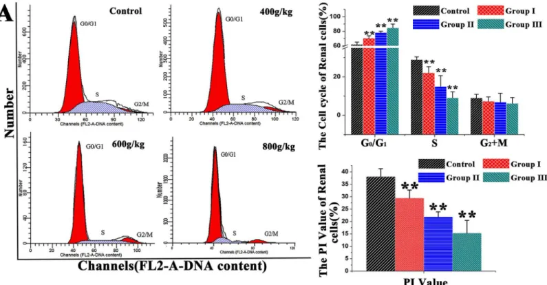 Fig 1. DNA histogram of renal cell cycle in control. (A) The Saanen goat was treated with different dose of E