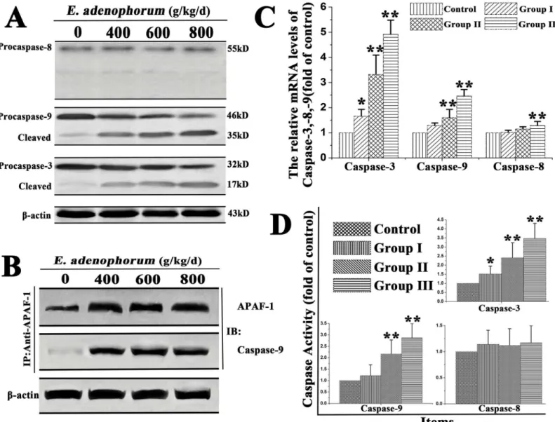 Fig 3. E. adenophorum-induced apoptosis is mediated by activation of caspase-9, caspase-3