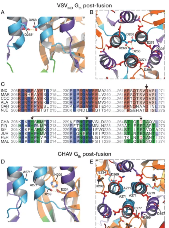 Fig 6. pH sensitive molecular switches in the post-fusion structures of VSV-G th and CHAV-G th 