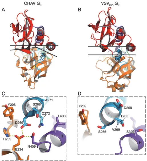 Fig 7. Packing of PHD domain against the central domain in CHAV-G th and VSV IND -G th 