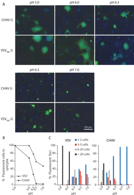 Fig 1. Fusion activity of CHAV-G and VSV-G analyzed in a cell-cell fusion assay. A) BSR cells were transfected with plasmids expressing the full-length G proteins and RABV P-GFP to facilitate the observation of syncytia