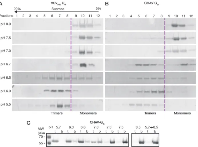 Fig 2. Biochemical properties of CHAV-G th and VSV-G th . Oligomerization assay of CHAV-G th (A) and VSV-G th (B)