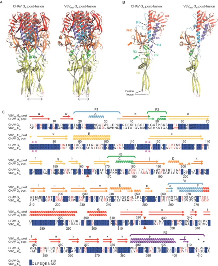 Fig 3. Overall structures of CHAV-G th and VSV IND -G th post-fusion forms. (A) Structure of CHAV-G th and VSV IND -G th post-fusion trimers and (B) their respective protomers