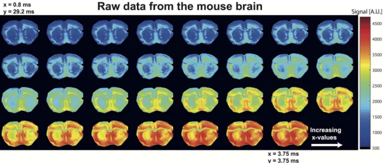 Fig 5. Idem as in Fig 3, but showing raw NOGSE MRI data from coronal images of a mouse brain