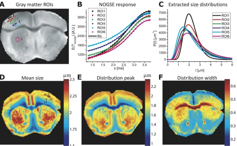 Fig 6. Mapping size distributions of a mouse ’ s gray matter. (A) ROI definitions of various GM regions