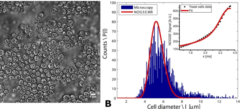 Fig 2. Validating NOGSE ’ s size distribution predictions in yeast cells. (A) A representative image of the examined yeast ensemble; note that objects larger than ~8 μm are not observed in these images, suggesting that the wide right shoulder of the micros