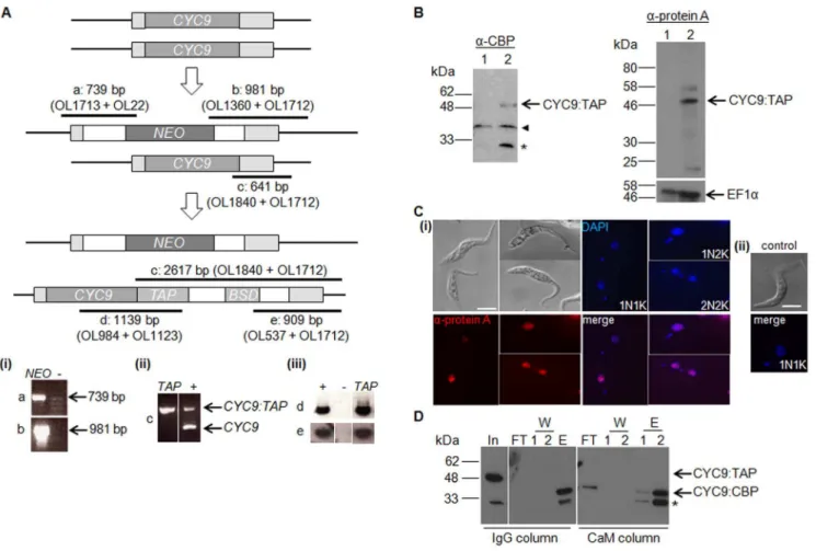 Figure 1. Identification of CRK12 as a CYC9 interaction partner using tandem affinity purification