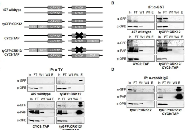 Figure 2. Co-immunoprecipitation of CRK12 and CYC9. A. Schematic showing features of procyclic cell lines generated