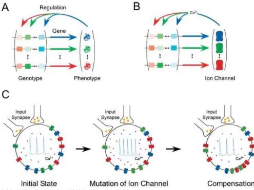 Figure 1. Similarity between a Gene Network Acting as an Evolutionary Buffer and a Gene Network  Regulating Neuronal Ion Channel Expression 
