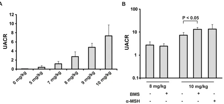 Figure 3. Blood urea nitrogen (BUN) does not differ in untreated adriamycin mice compared with MC1R agonist treated mice