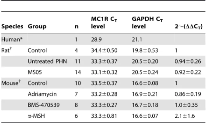 Figure 4. Glomerular morphology was disrupted in adriamycin treated mice. Kidneys were collected for morphological analysis at day 12 after adriamycin induced nephropathy
