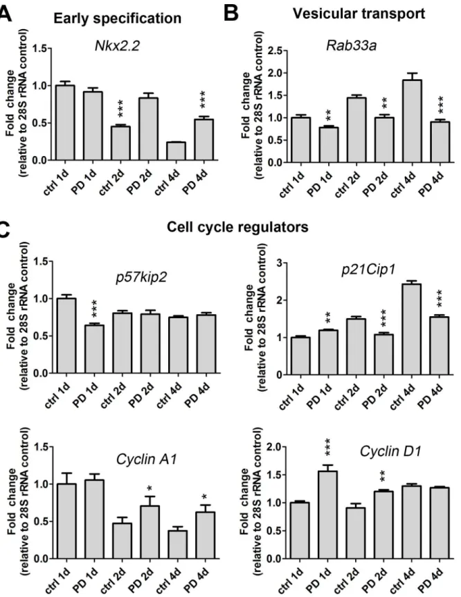 Fig 3. p38 MAPK regulates expression of oligodendrocyte specification genes, vesicular transport regulators and cell cycle regulators