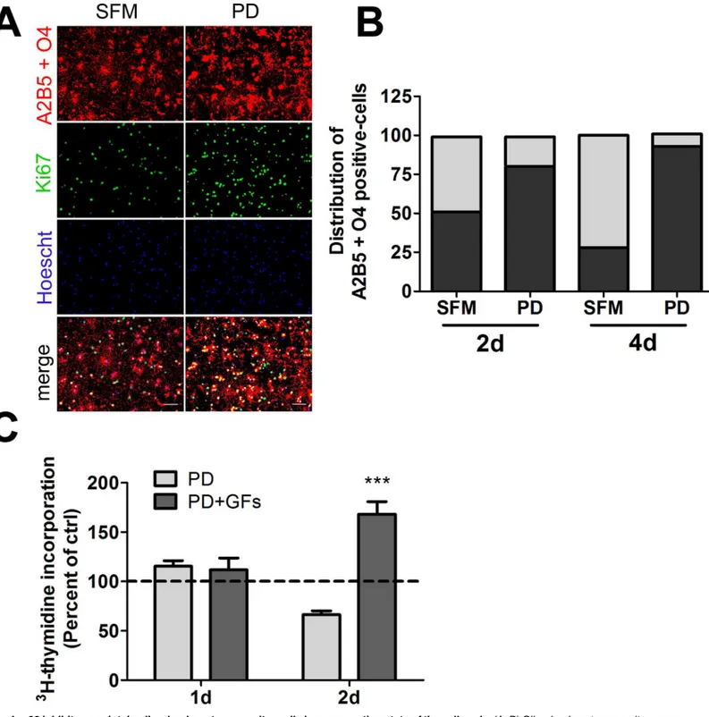 Fig 4. p38 inhibitors maintain oligodendrocyte progenitor cells in a non-resting state of the cell cycle