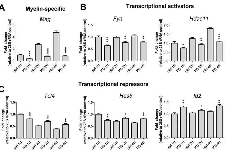 Fig 2. p38 MAPK regulates the expression of myelin gene transcripts and myelin gene activators and repressors that control oligodendrocyte identity