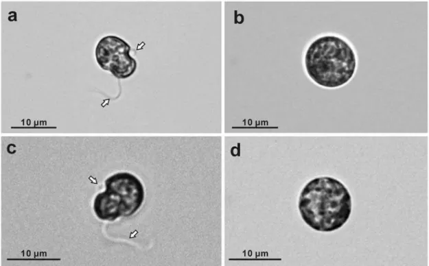 Figure 1. Light micrographs of cultured Symbiodinium cells. The upper row shows strain CS-156, and the lower row shows FKM0207