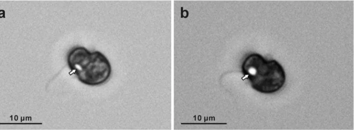 Figure 8. Light micrographs of cultured Symbiodinium motile cells under normal light and specific-wavelength light