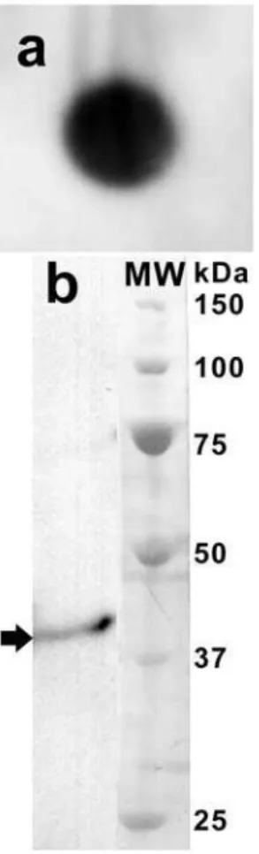 Figure 9. Northern- (a) and Western- (b) blot analyses showing a Symbiodinium (CS-156) opsin
