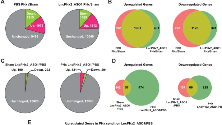 Fig 4. Genome-wide gene expression profiling of LncPHx2 regulated genes. RNA-seq analysis of liver RNAs from mice treated with PBS or