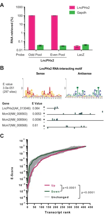 Fig 5. Identify LncPHx2 RNA-interactome. (A) qPCR analysis of LncPHx2 recovery in RNA samples from LncPHx2 RNA-interactome experiment