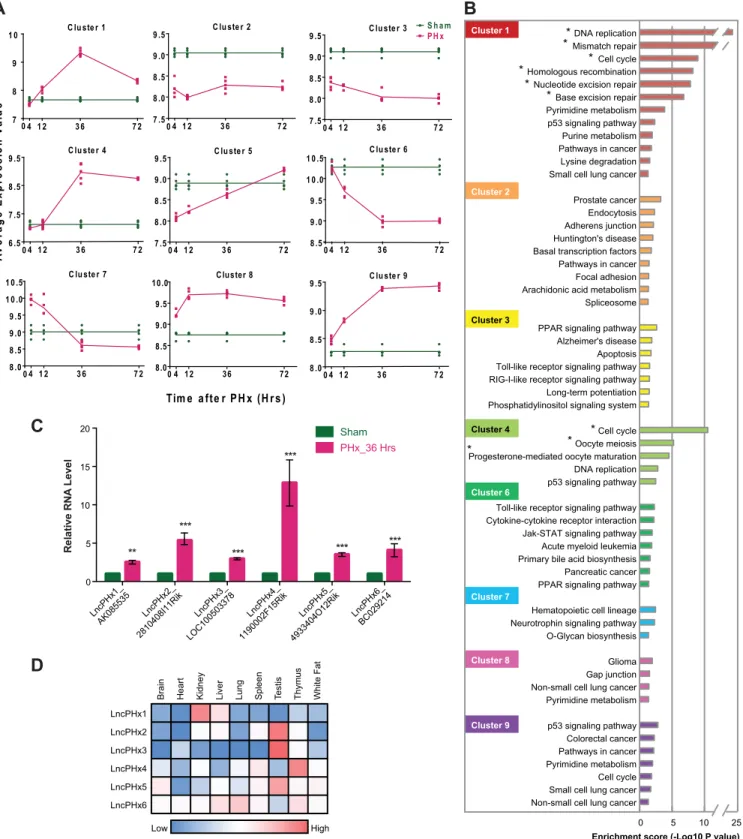 Fig 1. Gene expression profiling of mouse liver regeneration after PHx. (A) Differentially expressed mRNAs and putative lncRNAs were clustered based on their expression pattern during liver regeneration after PHx