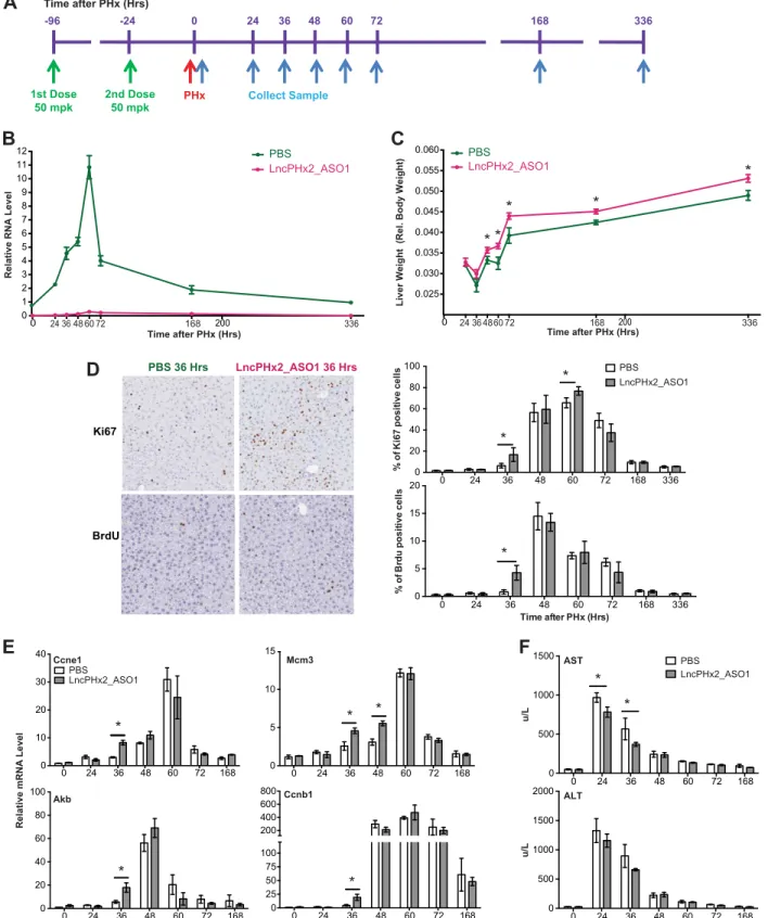 Fig 3. Depletion of LncPHx2 promotes hepatocyte proliferation in liver regeneration. (A) Experimental procedure