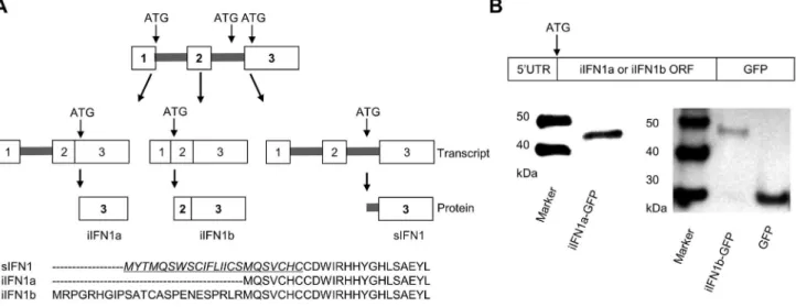 Figure 1. Alternative splicing of rainbow trout IFN1 mRNA leads to synthesis of intracellular proteins