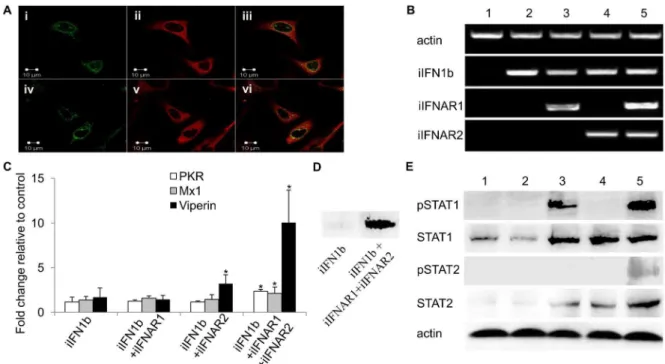 Figure 6. Intracellular IFNs and IFNARs activate antiviral responses via STAT1 and STAT2 phosphorylation