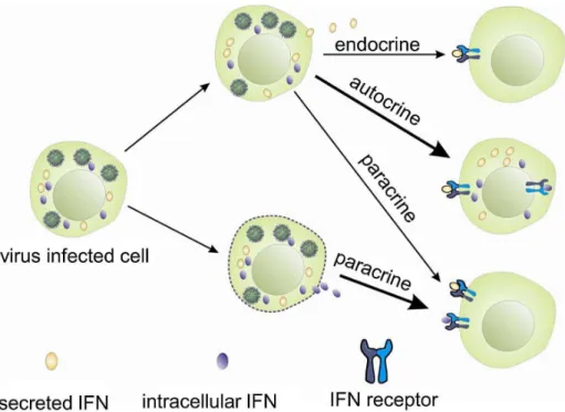 Figure 7. Hypothetical modes of action of trout intracellular IFNs.