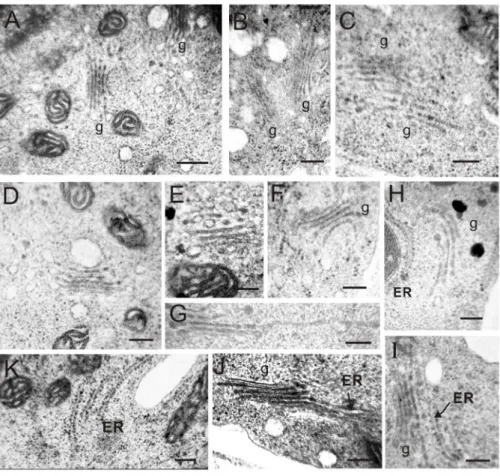 Table 2. Different Golgi bodies ratio (%) in RANi pollen tubes.